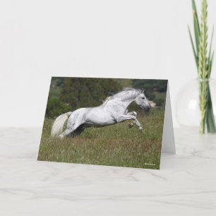 Bob Langrish Grey Andalucian Leaping Through Grass Card