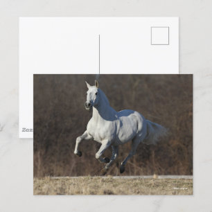 Bob Langrish   Grey Andalucian Running Postcard