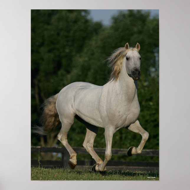 Bob Langrish | Grey Andalucian Running Poster (Front)