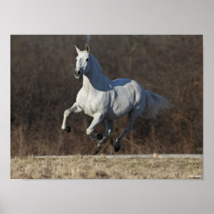 Bob Langrish   Grey Andalucian Running Poster