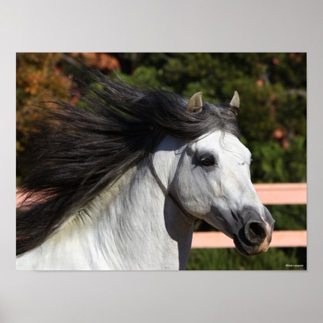 Bob Langrish | Grey Andalucian Stallion Headshot 3 Poster (Front)