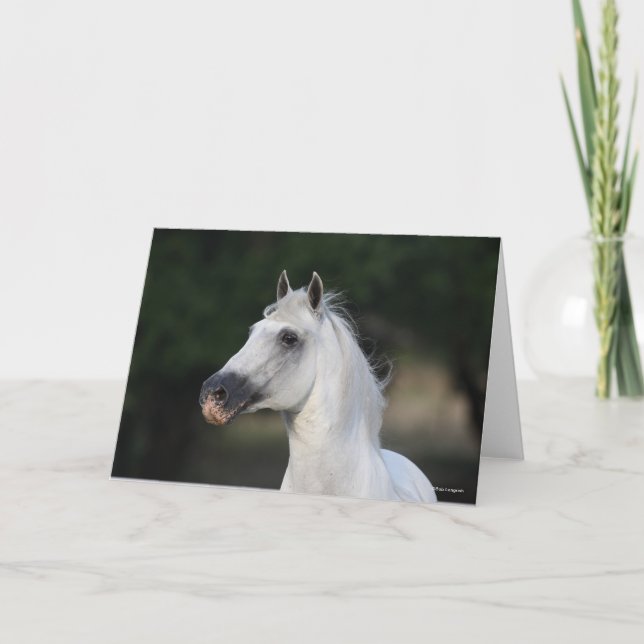 Bob Langrish | Grey Andalucian Stallion Headshot 6 Card (Front)
