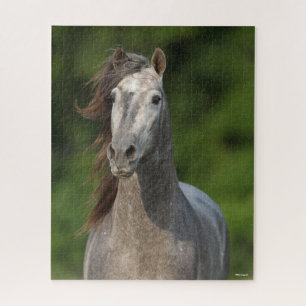 Bob Langrish Grey Andalucian Stallion Headshot Jigsaw Puzzle