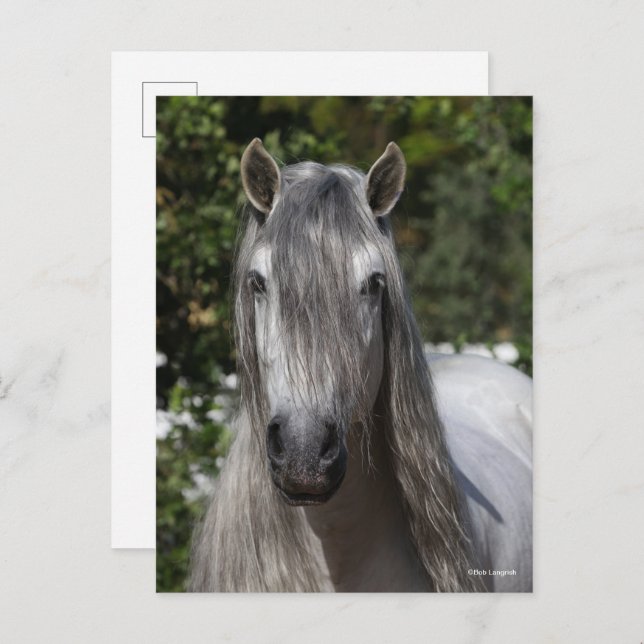 Bob Langrish | Grey Andalucian Stallion headshot Postcard (Front/Back)