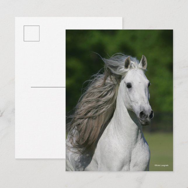 Bob Langrish | Grey Andalucian Stallion headshot Postcard (Front/Back)