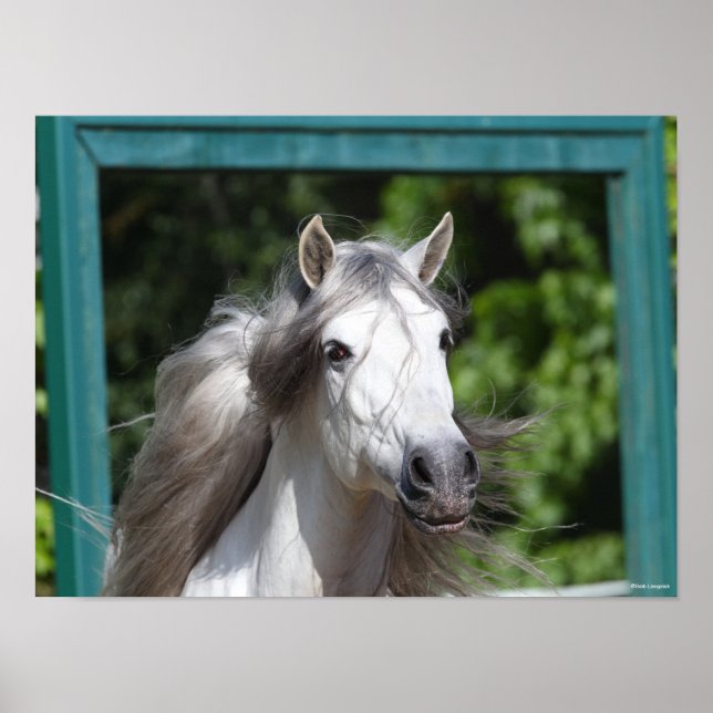 Bob Langrish | Grey Andalucian Stallion Headshot Poster (Front)