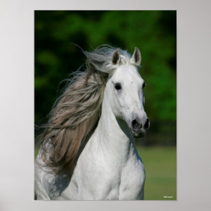 Bob Langrish Grey Andalucian Stallion Headshot Poster