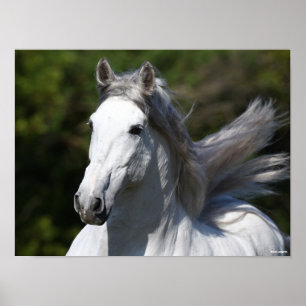 Bob Langrish   Grey Andalucian Stallion Headshot Poster