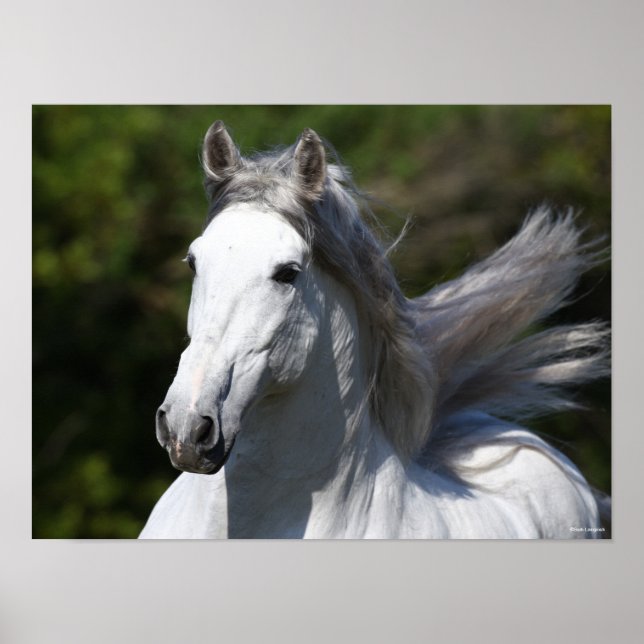 Bob Langrish | Grey Andalucian Stallion Headshot Poster (Front)