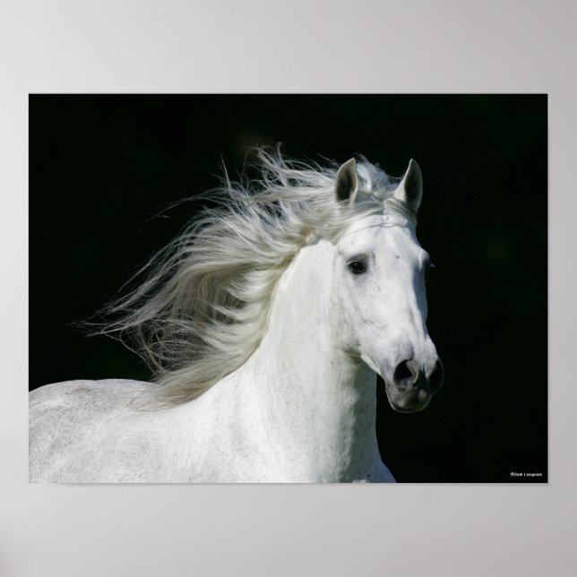 Bob Langrish | Grey Andalucian Stallion Headshot Poster (Front)