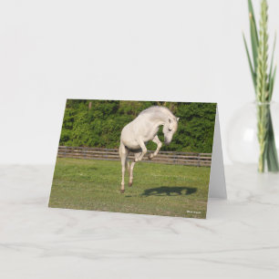 Bob Langrish   Grey Andalucian Stallion Leaping Card