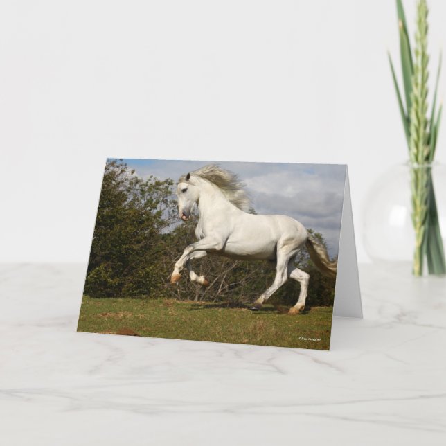 Bob Langrish | Grey Andalucian Stallion Leaping Card (Front)