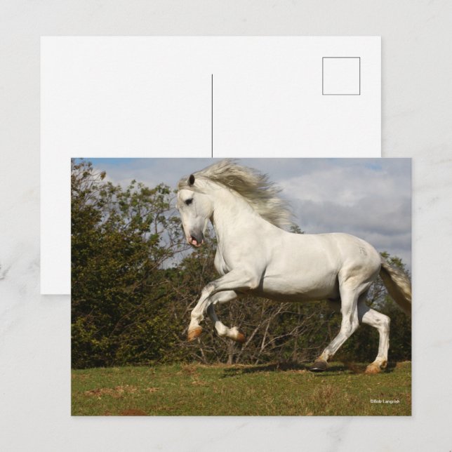 Bob Langrish | Grey Andalucian Stallion Leaping Postcard (Front/Back)