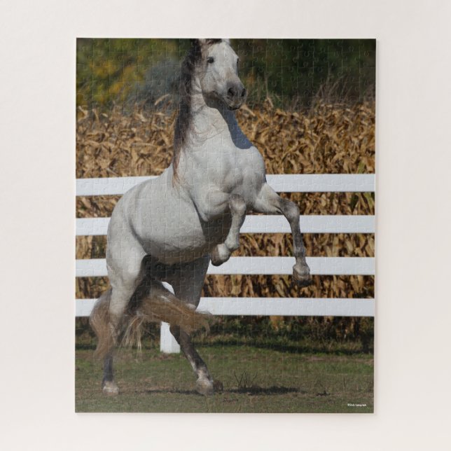Bob Langrish | Grey Andalucian Stallion Rearing Jigsaw Puzzle (Vertical)