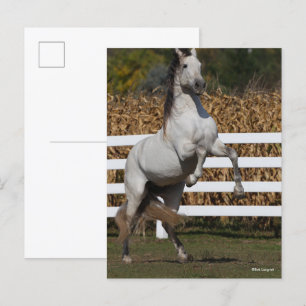 Bob Langrish   Grey Andalucian Stallion Rearing Postcard
