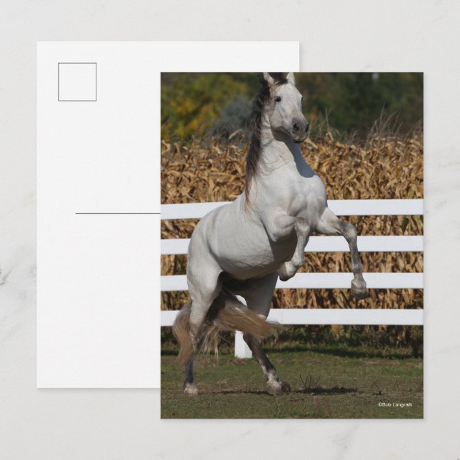 Bob Langrish | Grey Andalucian Stallion Rearing Postcard (Front/Back)