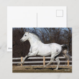 Bob Langrish   Grey Andalucian Stallion Running Postcard