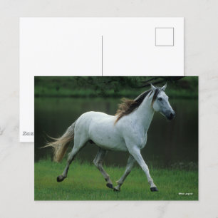 Bob Langrish   Grey Andalucian Stallion Running Postcard
