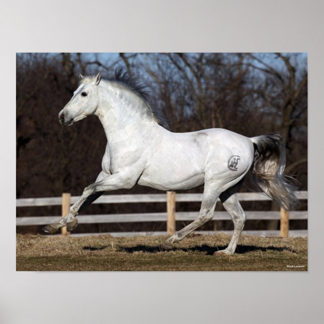 Bob Langrish | Grey Andalucian Stallion Running Poster (Front)