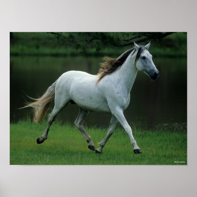 Bob Langrish | Grey Andalucian Stallion Running Poster (Front)