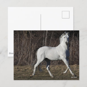 Bob Langrish   Grey Andalucian Stallion Walking Postcard