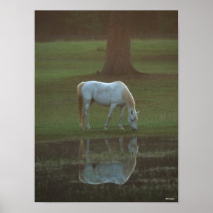 Bob Langrish   Grey Arab Grazing Water Reflection Poster