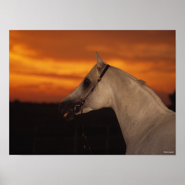 Bob Langrish | Grey Arab headshot at Sunset Poster (Front)