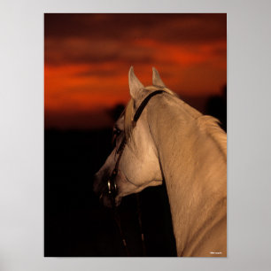 Bob Langrish   Grey Arab headshot At Sunset Poster