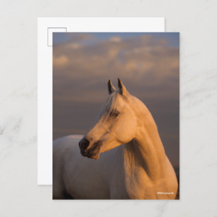 Bob Langrish Grey Arab Headshot Evening Light Postcard