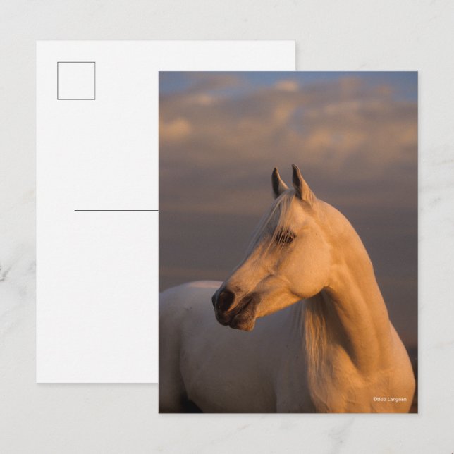 Bob Langrish | Grey Arab Headshot Evening Light Postcard (Front/Back)