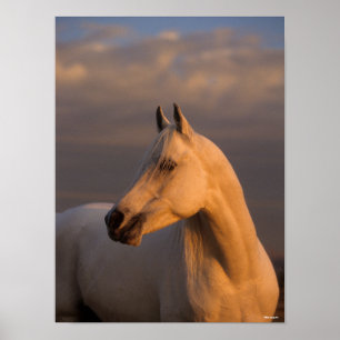 Bob Langrish   Grey Arab Headshot Evening Light Poster
