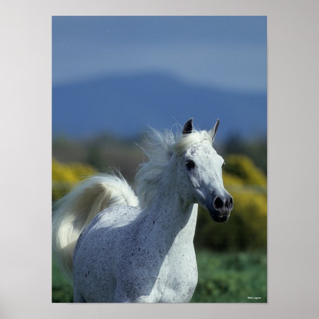 Bob Langrish | Grey Arab Headshot Poster (Front)
