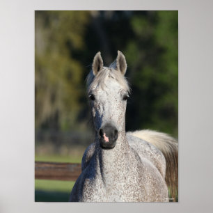 Bob Langrish   Grey Arab headshot Poster