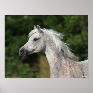 Bob Langrish   Grey Arab Headshot Poster