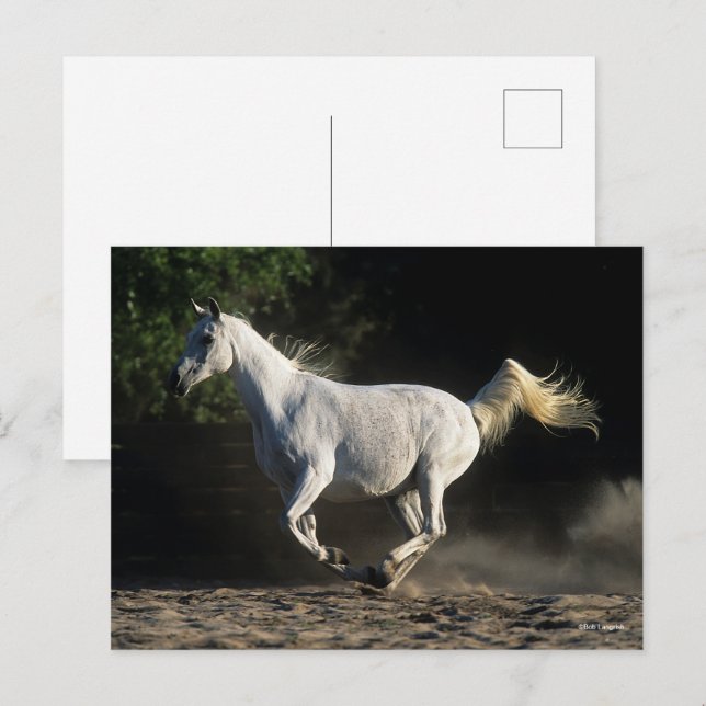 Bob Langrish | Grey Arab Mare Running Postcard (Front/Back)