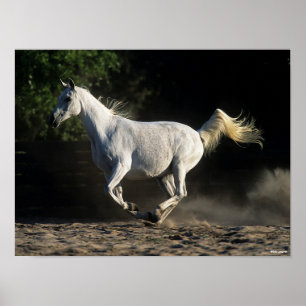 Bob Langrish   Grey Arab Mare Running Poster