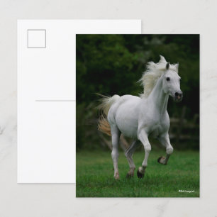 Bob Langrish   Grey Arab Running Mane Flowing Postcard