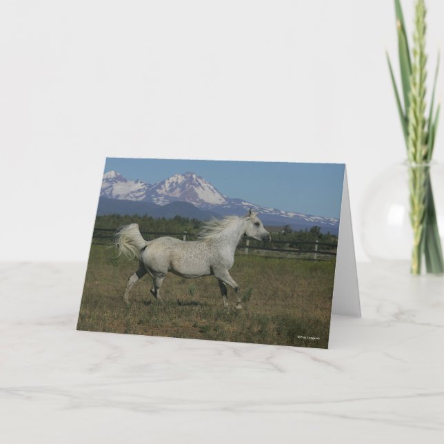 Bob Langrish Grey Arab Running Mountain Background Card (Front)