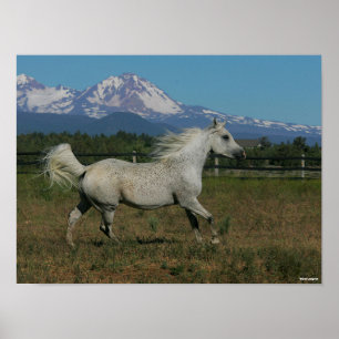Bob Langrish Grey Arab Running Mountain Background Poster