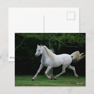 Bob Langrish   Grey Arab Running Postcard