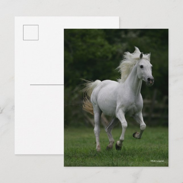 Bob Langrish | Grey Arab Running Postcard (Front/Back)