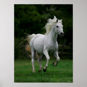 Bob Langrish Grey Arab Running Poster