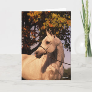 Bob Langrish   Grey Arab Stallion Headshot 4 Card