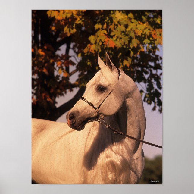 Bob Langrish | Grey Arab Stallion Headshot 4 Poster (Front)