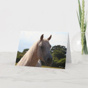 Bob Langrish   Grey Arab Stallion Headshot Backlit Card