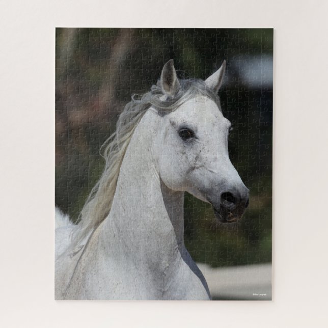 Bob Langrish | Grey Arab Stallion Headshot Jigsaw Puzzle (Vertical)