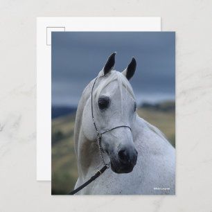 Bob Langrish Grey Arab Stallion Headshot Postcard