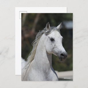 Bob Langrish Grey Arab Stallion Headshot Postcard