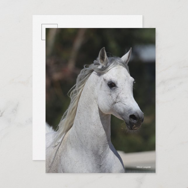 Bob Langrish | Grey Arab Stallion Headshot Postcard (Front/Back)