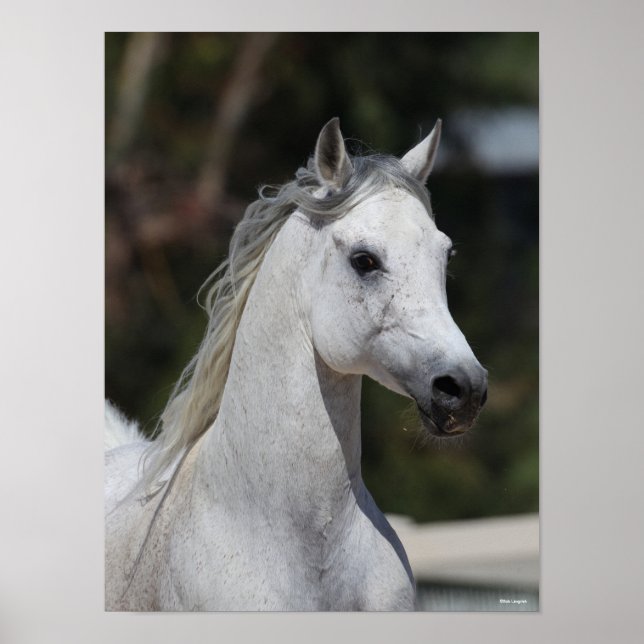Bob Langrish | Grey Arab Stallion Headshot Poster (Front)